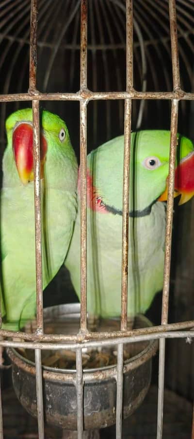 Breeder pair