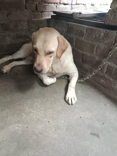 Adult Male and female, single dog, for Sale