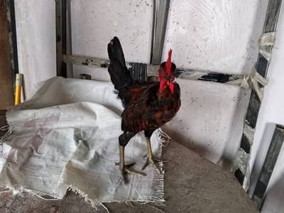 2 Golden misir black males and 1 nacked neck male for sale