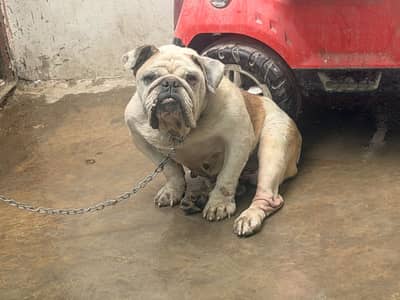 Fertile English Bulldog for sale and exchange