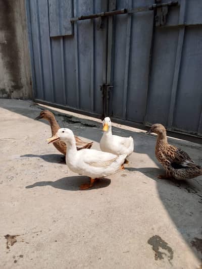 2male duck or 2 female duck