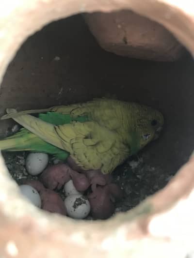 Australian parrot with chicks and egg whatsapp number 03152991924