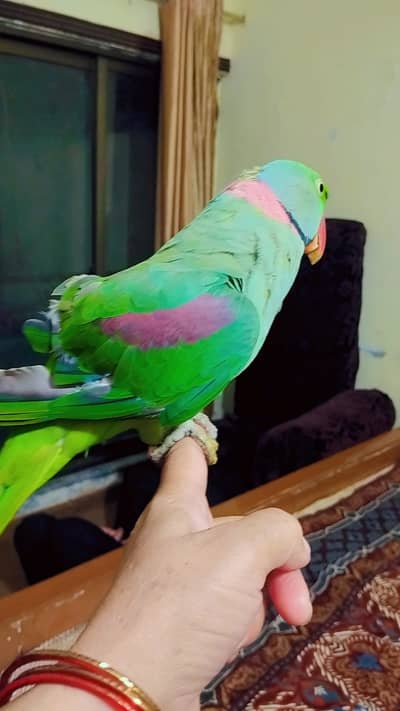 Raw parrot ( Alexandrine parakeet ), also Talks