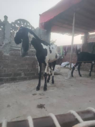 Beetal cross ma ha bakri