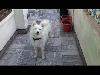 russian female dog for sale 03124344484