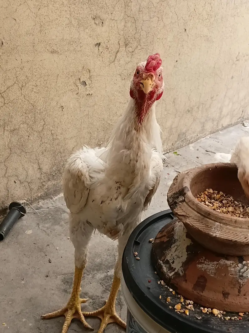 king aseel shamo — photo 2