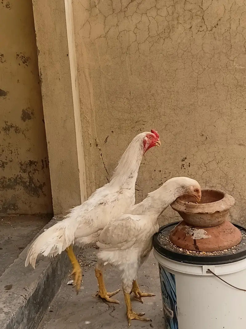 king aseel shamo — photo 3