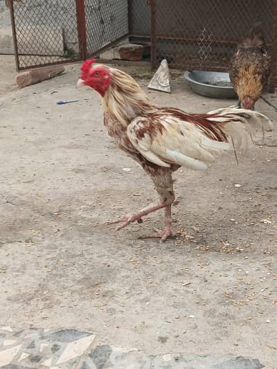 Desi Golden Misri & Aseels For Sale