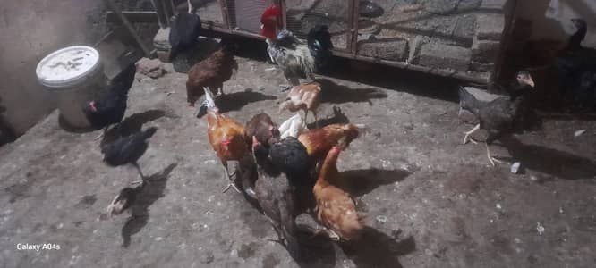hens for sale