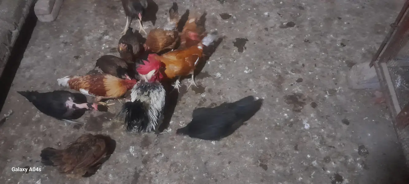 hens for sale — photo 2