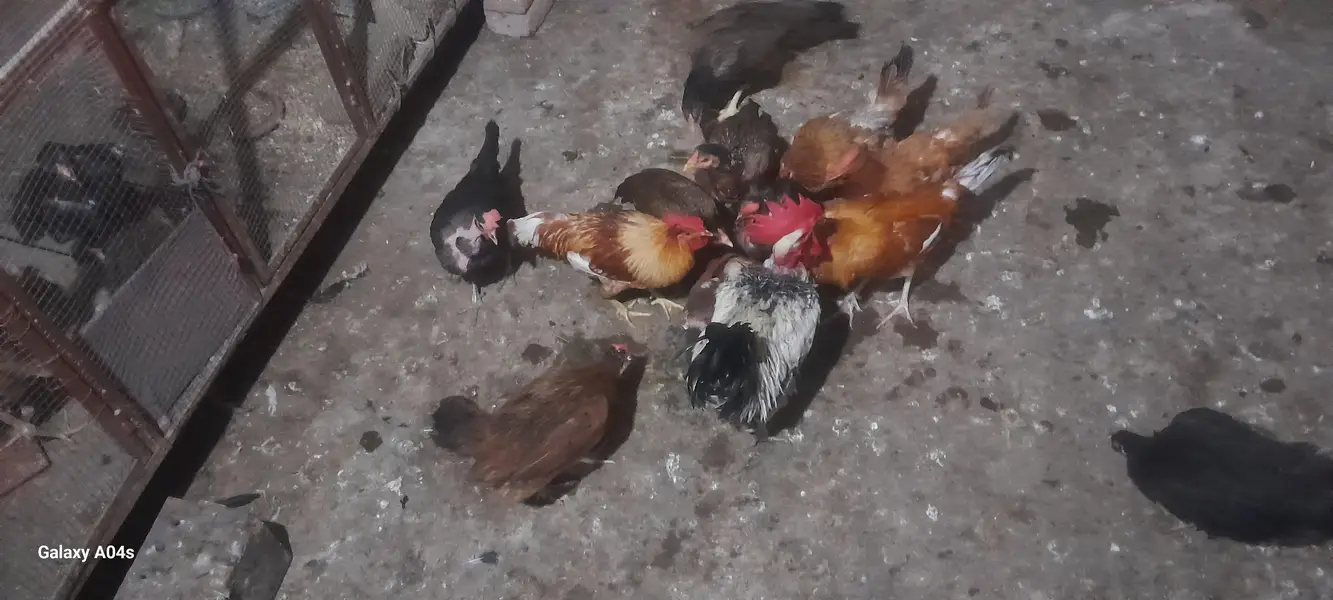 hens for sale — photo 3