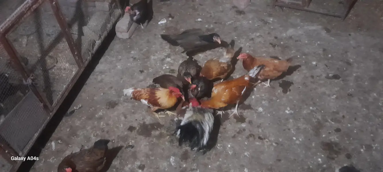 hens for sale — photo 4