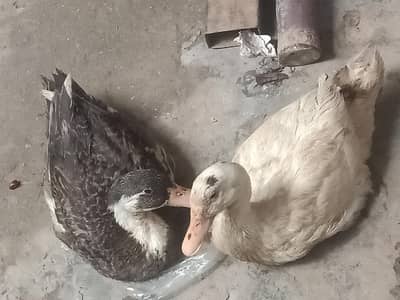 duck pair male femal
