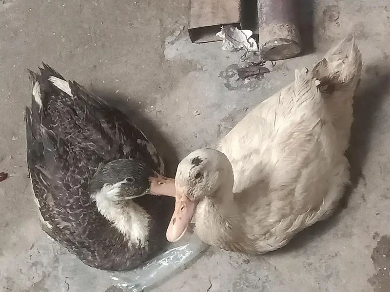 duck pair male femal — photo 2