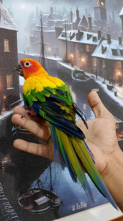 mashallah beautiful sunconure available