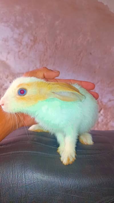 Home Breed Rabbits For Sale