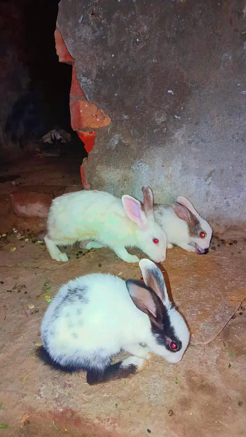 Home Breed Rabbits For Sale — photo 2