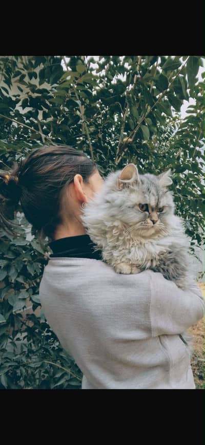 Persian Kitten with his Mother