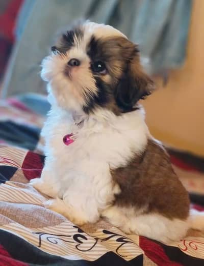 Shihtzu puppy  03075273683