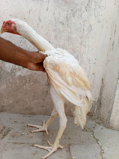 Quality White German O Shamoo Chicks available in different ages.