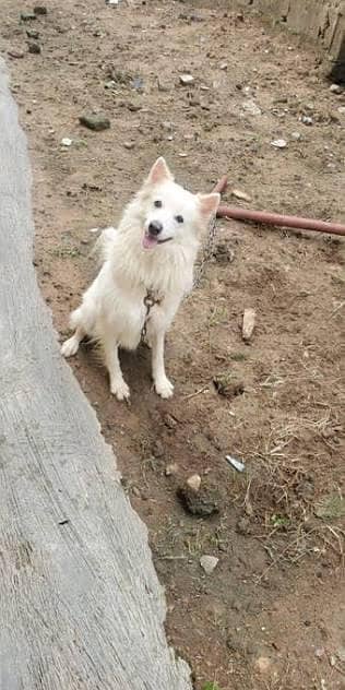 russian female   for sale vaccinations done near to heat