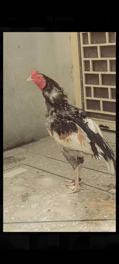 aseel