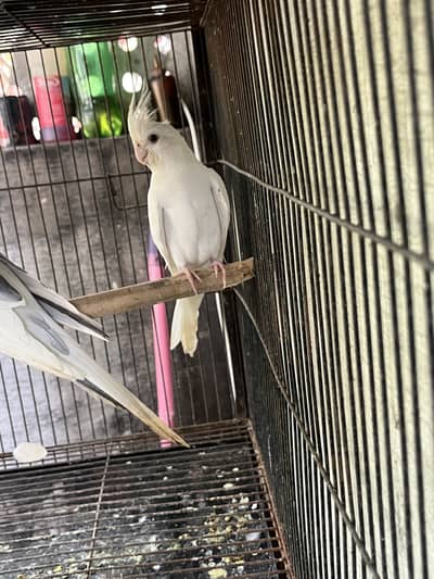 cocktail breder female  avalibal
