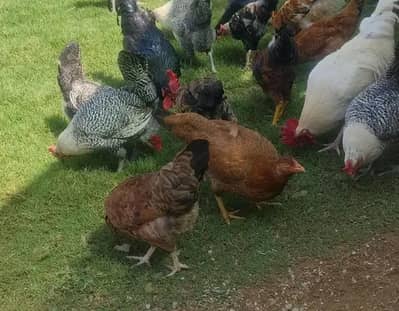 golden misre+ astrolop hens available