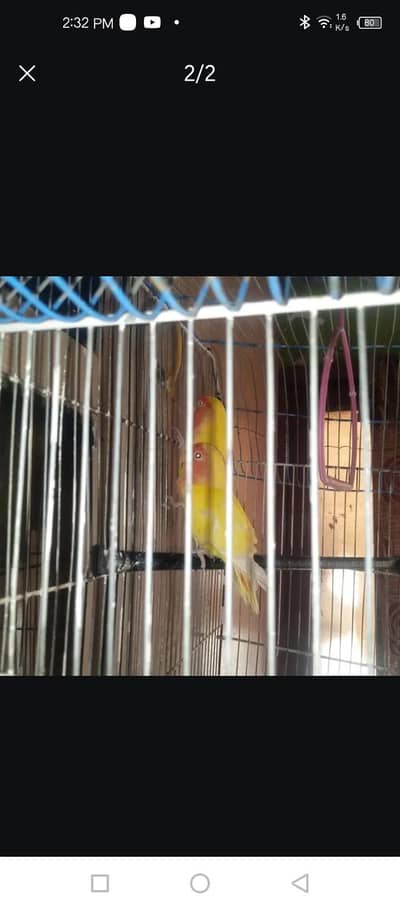 Two Lovebirds Pair (6 Months & 1 Year) for Sale