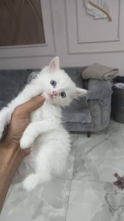 Persian kittan