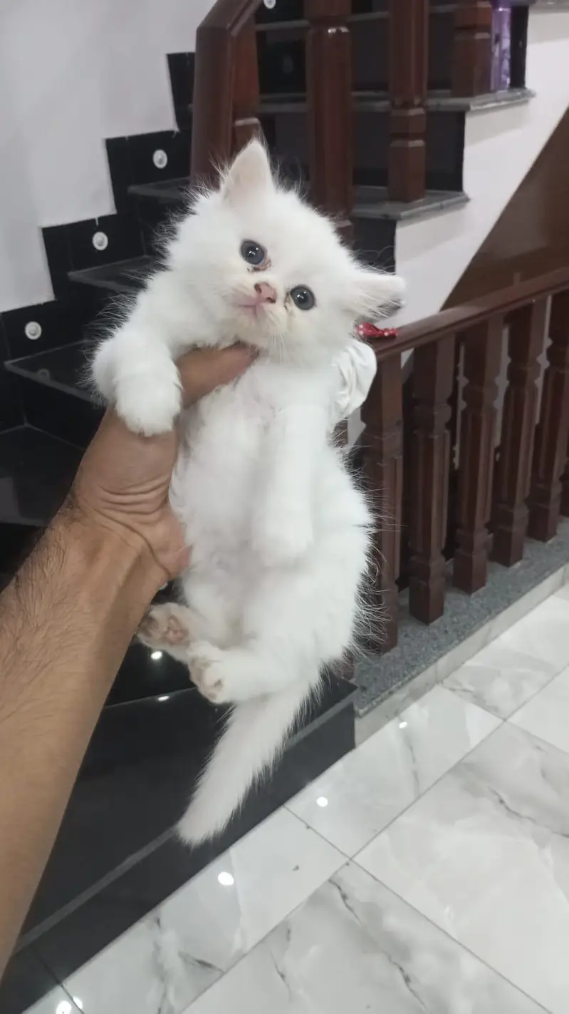 Persian kittan — photo 2