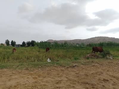 Healthy Cow with Calf and 2 x bachries
