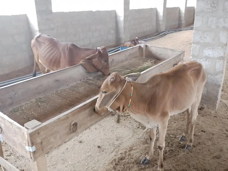 Healthy Cow with Calf and 2 x bachries — photo 2