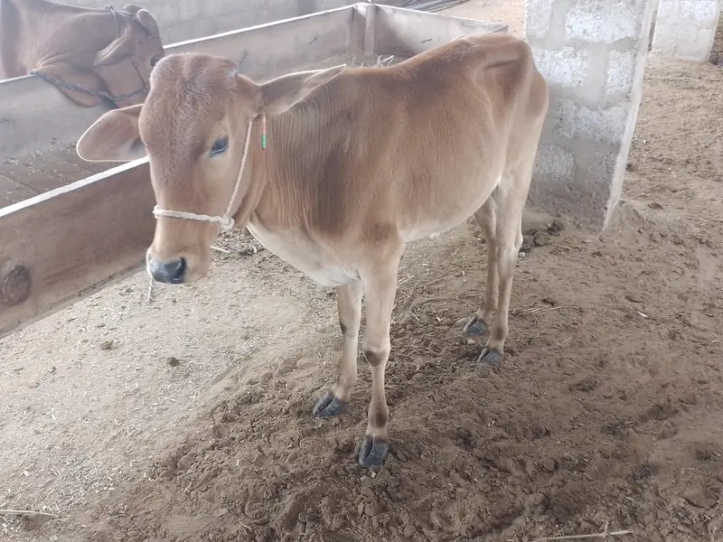 Healthy Cow with Calf and 2 x bachries — photo 3