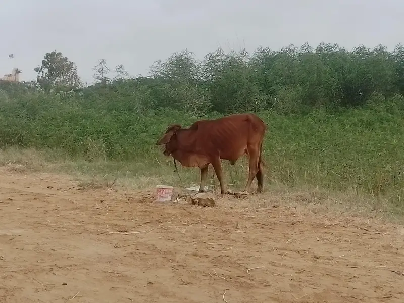 Healthy Cow with Calf and 2 x bachries — photo 4