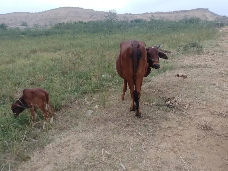 Healthy Cow with Calf and 2 x bachries — photo 5