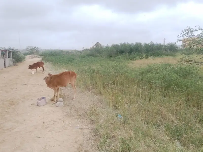 Healthy Cow with Calf and 2 x bachries — photo 6