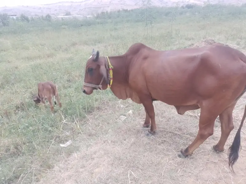 Healthy Cow with Calf and 2 x bachries — photo 7