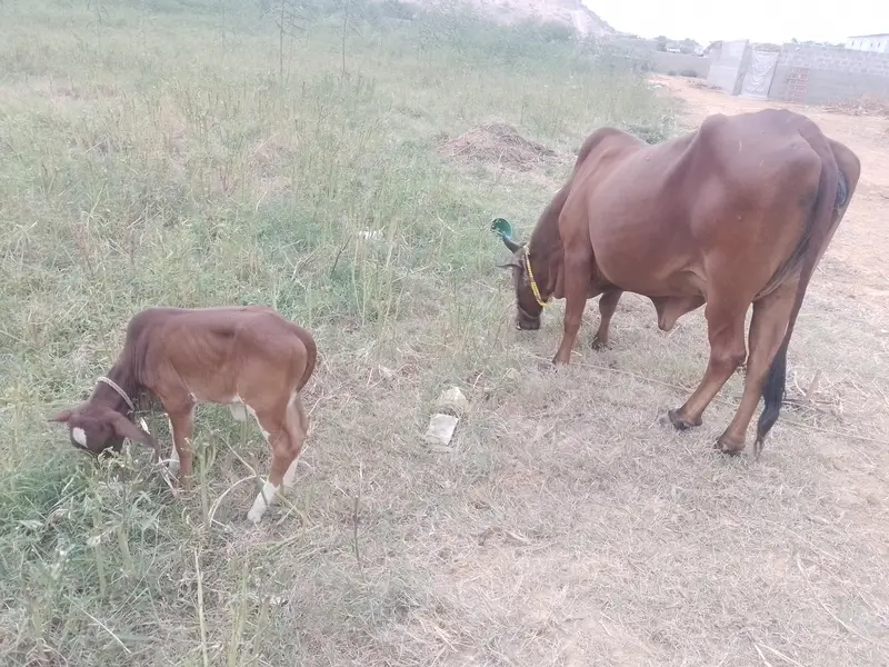 Healthy Cow with Calf and 2 x bachries — photo 8