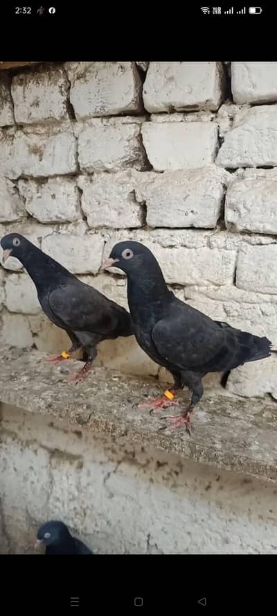 jori pati pata