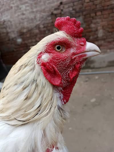 white aseel Sindhi
