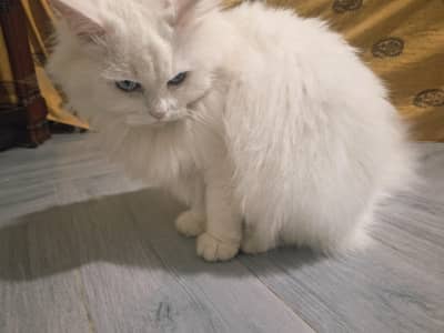 Persian cat