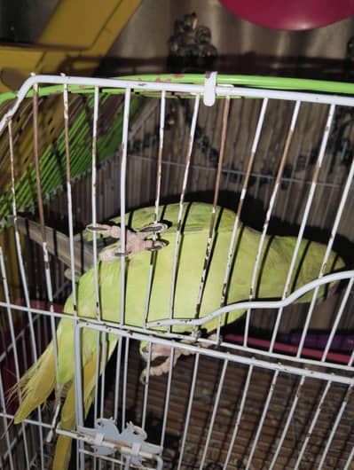 my green neck parrot 