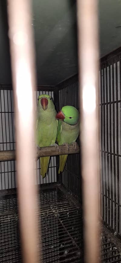 raw breader pair
