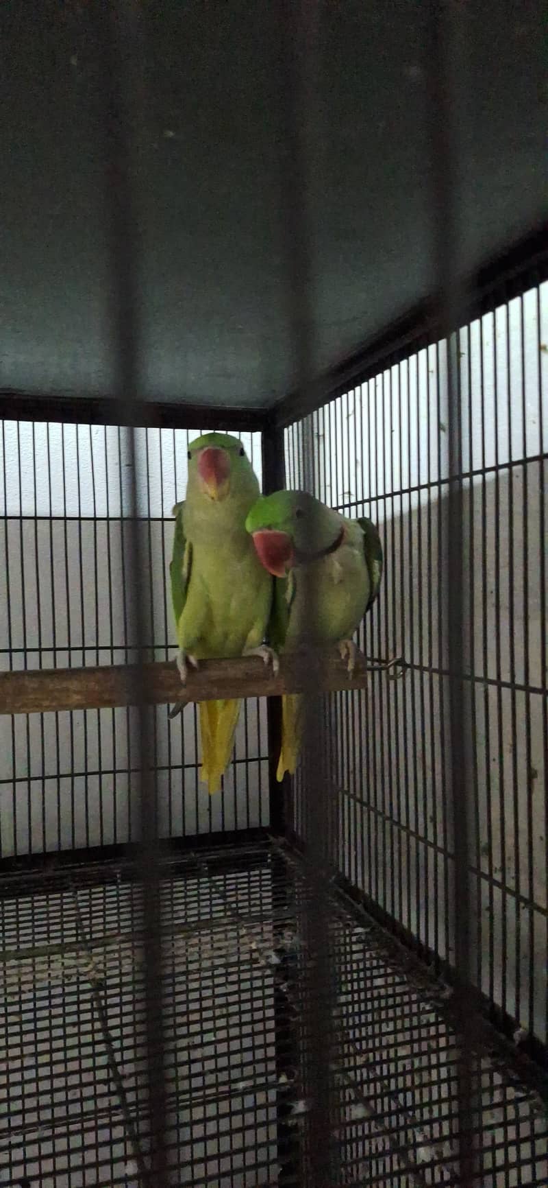 raw breader pair 3