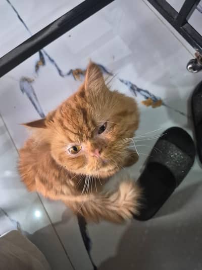 FOR FREE CAT