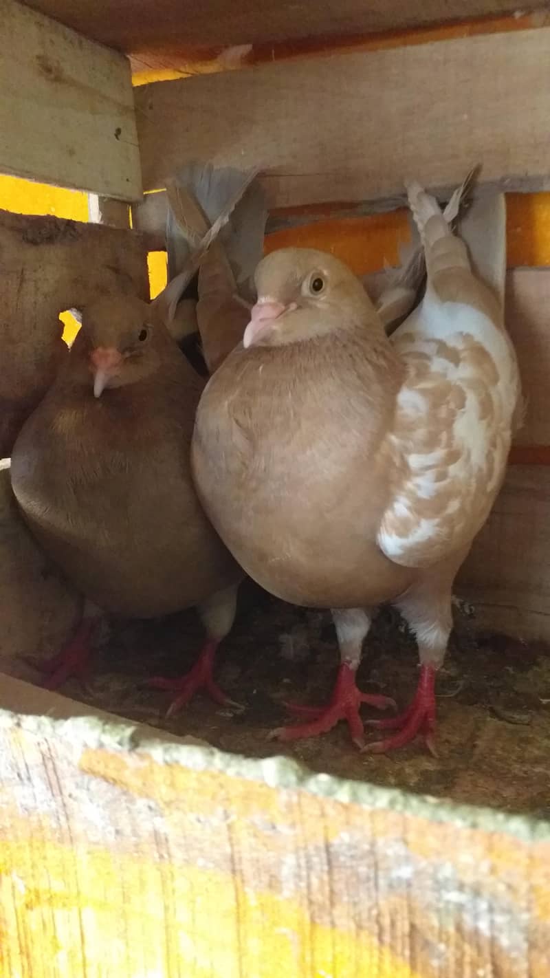 modena king pair 2
