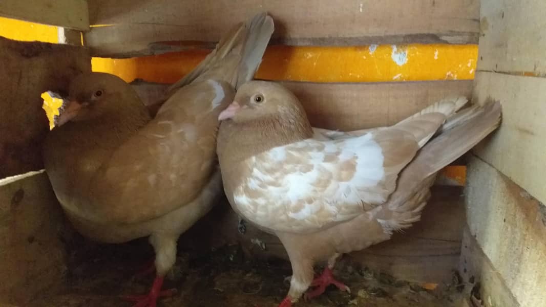 modena king pair 3