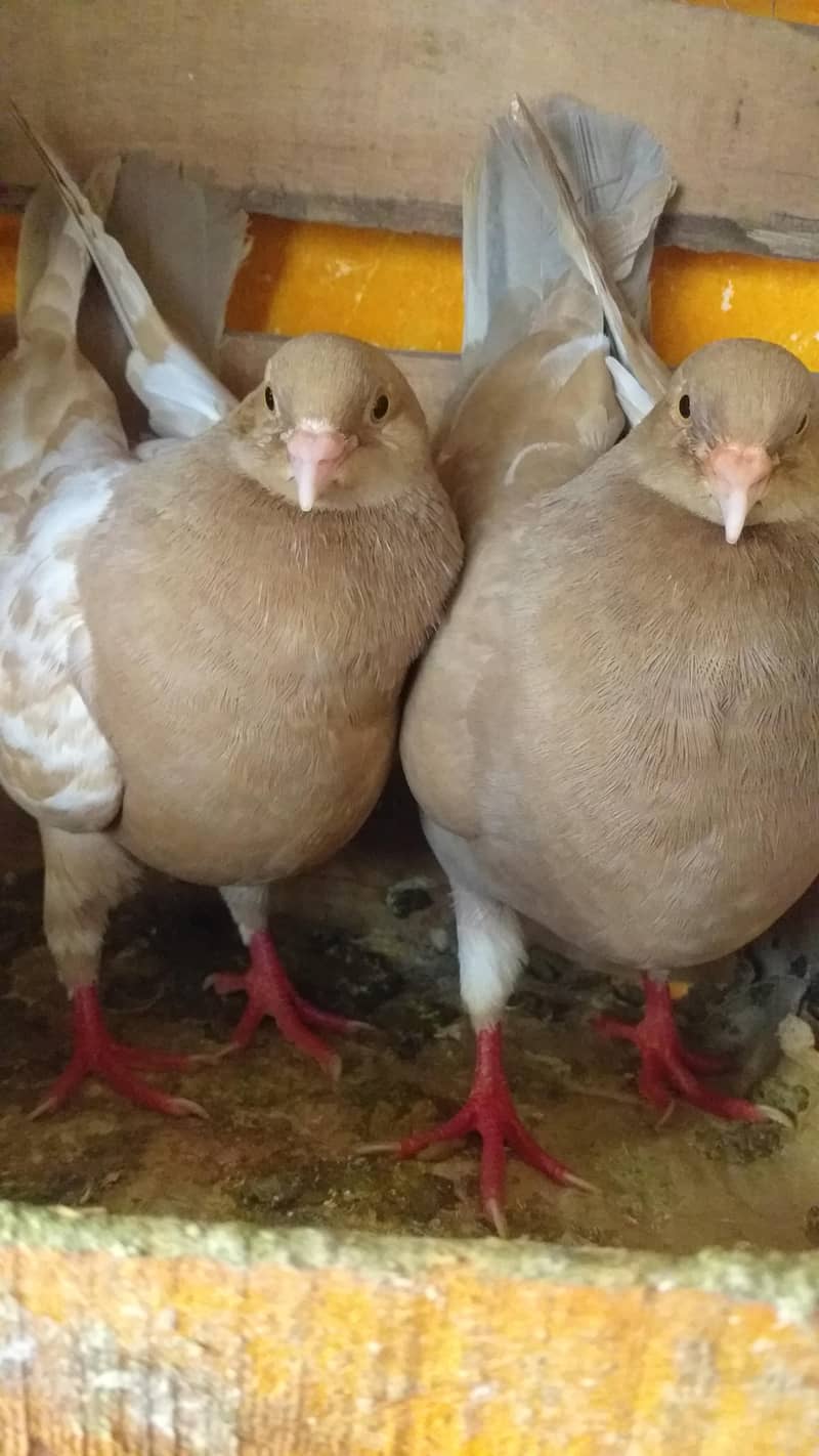 modena king pair 6