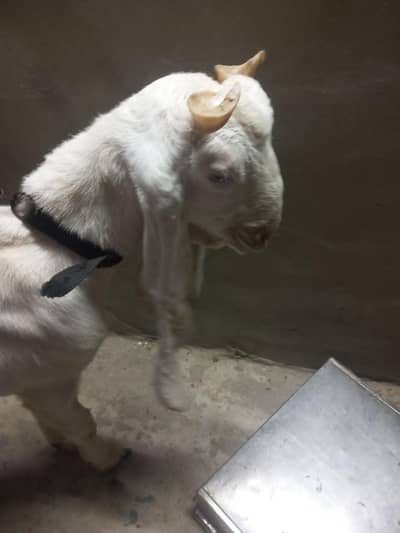 golabi bakra for sell 7 to 9 month axha hai